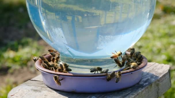 Honungsbin Apidae Familj Dricksvatten Bin Dricker Vatten Från Dricksskål Bikupa — Stockvideo