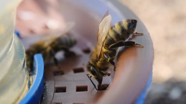 Een Honingbij Drinkt Water Bijen Drinken Water Uit Een Drinkbak — Stockvideo