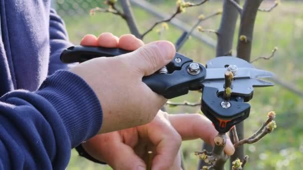 Kertész Tavasszal Faágakat Oltott Metszőollóval Vágott Tavaszi Gyümölcsfaágak Oltási Módszeréhez — Stock videók