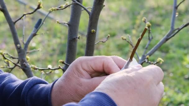 Egy Kertész Faágakat Ültet Tavasszal Vágott Tavaszi Gyümölcsfaágak Oltási Módszeréhez — Stock videók