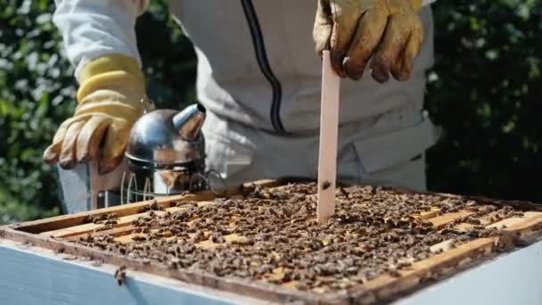 Bekämpfung Der Varroa Milbe Varroavernichter Wie Man Bienen Vor Der — Stockvideo