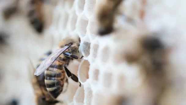 蜂群聚集在蜂窝上 极端宏观画面 昆虫在木制蜂窝中工作 从花朵花粉中采集花蜜 制造甜蜂蜜 养蜂业的概念 集体劳动 — 图库视频影像