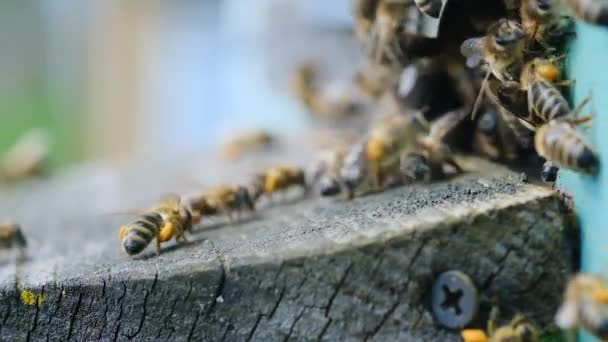 蜜蜂采集花粉 并把它带到蜂房 蜜蜂采集的花粉 花花粉的药用特性 阿皮疗法 慢动作视频 — 图库视频影像