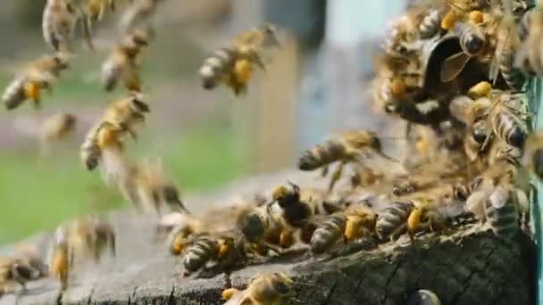 Pszczoły Zbierają Pyłki Przynoszą Ula Pyłek Zbierany Przez Pszczoły Właściwości — Wideo stockowe