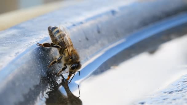 Eine Honigbiene Trinkt Wasser Bienen Trinken Wasser Aus Einer Trinkschale — Stockvideo