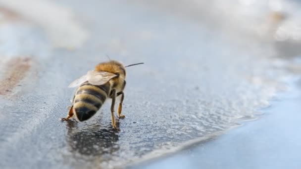 Bir Bal Arısı Içer Arılar Arıdaki Bir Içme Kabından Içerler — Stok video