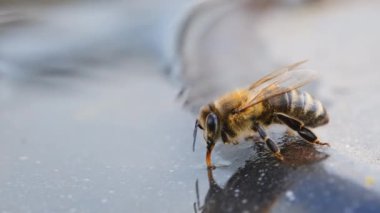 Bir bal arısı su içer. Arılar arıdaki bir içme kabından su içerler. Makro video 4K. Apiary.