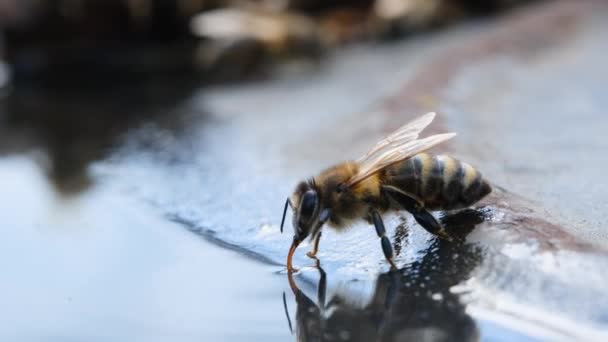 Pszczoły Piją Wodę Pszczoły Piją Wodę Miski Pasiece Makro Wideo — Wideo stockowe