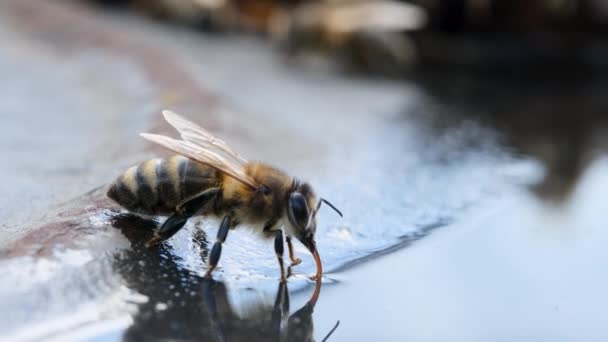 Pszczoła Pije Wodę Owady Woda Pszczelarstwo Makro Wideo — Wideo stockowe