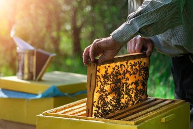 Arıcı arı kovanından bal peteğini çıkarıyor. Kovandan bal alan arı koruyucu takım elbiseli bir adam. Arı kostümü giyen çiftçi arıda bal peteğiyle çalışıyor. Apiary hobi olarak. Organik tarım