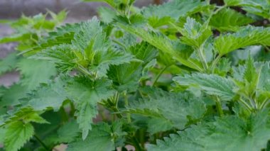 Isırgan. Yeşil yapraklı ısırgan otu. Arka plan bitkisi toprakta yetişir. Tıbbi konsept.