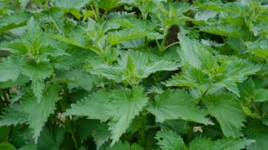 Isırgan. Yeşil yapraklı ısırgan otu. Arka plan bitkisi toprakta yetişir. Tıbbi konsept.