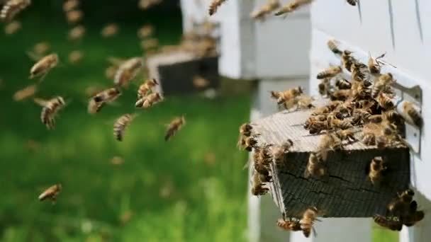 ミツバチの巣に戻り 収集した花蜜や花粉で蜂の巣に入るミツバチの多く 花から蜜を集めるミツバチの群れ 健康的な有機農場の蜂蜜 スローモーションビデオ — ストック動画