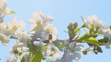 Bahar Çiçeği 'nde Ağaç' ta Bal Arısı Tozlaştıran Kiraz Çiçekleri. Ağaçların arılarla döllenme süreci.