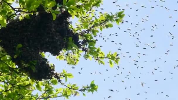 Ein Bienenschwarm Kreist Der Luft Methoden Der Fortpflanzung Der Bienen — Stockvideo