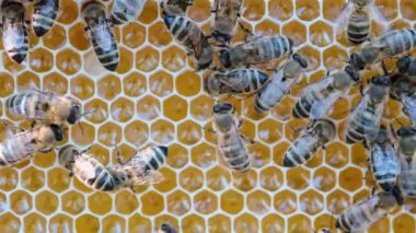 Bal peteğine üşüşen arılar, aşırı makro görüntüler. Tahta arı kovanında çalışan böcekler, çiçek poleninden nektar toplarlar, tatlı bal yaratırlar. Apandisit kavramı, kolektif çalışma. 4k.