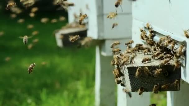 蜂群的侧视特写在木制蜂房的缝隙中飞进飞出 养蜂概念 蜜蜂农业慢动作 — 图库视频影像