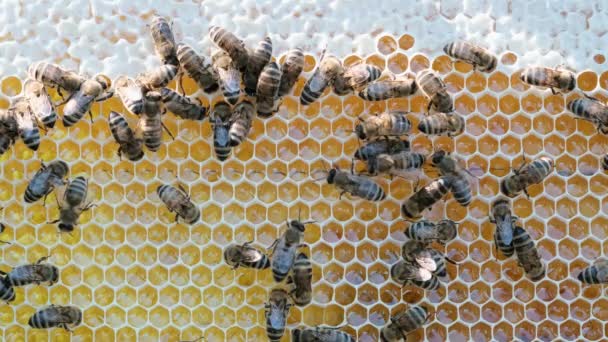 Bees Swarming Honeycomb Insects Working Wooden Beehive Collecting Nectar Pollen — Stock Video