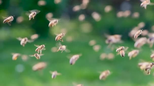 Bees Flying Close View Slow Motion — Stock Video