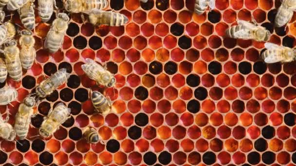 Bijenpollen Opgeslagen Kammen Bijenkorf Een Honingraat Wascellen Met Honing Stuifmeel — Stockvideo