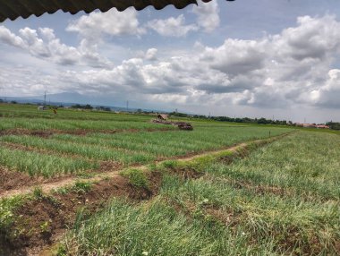 Pirinç tarlalarının manzarası çok güzel. Atmosferi çok yeşil ve güzel bir gökyüzü var.