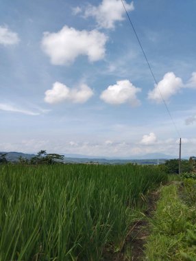 Pirinç tarlalarının manzarası çok güzel. Atmosferi çok yeşil ve güzel bir gökyüzü var.