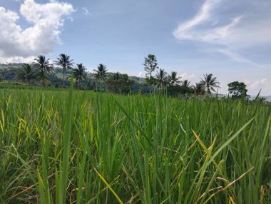 pirinç tarlası ve bulutlu gökyüzü arka planı