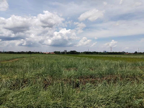 Pirinç tarlalarının manzarası çok güzel. Atmosferi çok yeşil ve güzel bir gökyüzü var.
