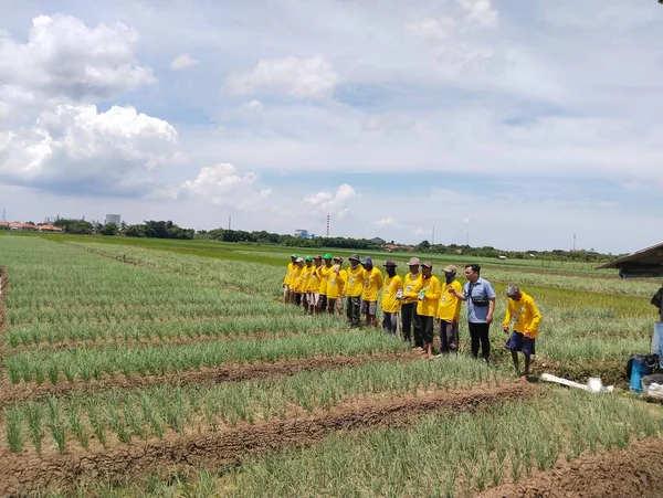 Bahar zamanı mısır tarlasında yürüyen beyaz elbiseli genç bir kadın. Kırsal alan.