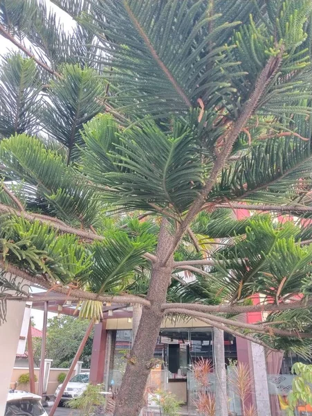 Palm Trees Plants — Stockfoto