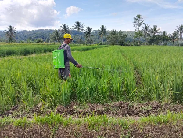 Arka planda pirinç tarlası olan çiftçi