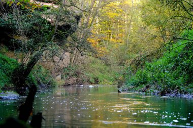 Günışığında sonbahar ormanı. Işık orman zeminindeki yaprakların arasından parlıyor..