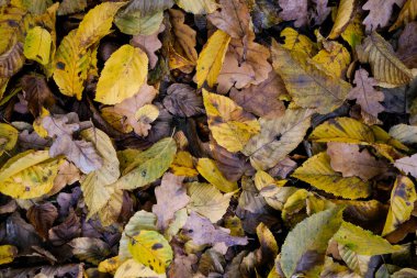 Günışığında sonbahar ormanı. Işık orman zeminindeki yaprakların arasından parlıyor..