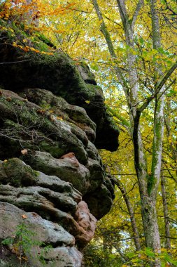 Günışığında sonbahar ormanı. Işık orman zeminindeki yaprakların arasından parlıyor..