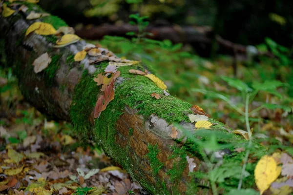 太陽の下で秋の森 森の床の葉から光が差し込む — ストック写真