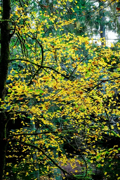 Een Herfstbos Zon Het Licht Schijnt Door Bladeren Bosbodem — Stockfoto