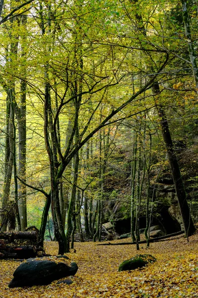 Een Herfstbos Zon Het Licht Schijnt Door Bladeren Bosbodem — Stockfoto