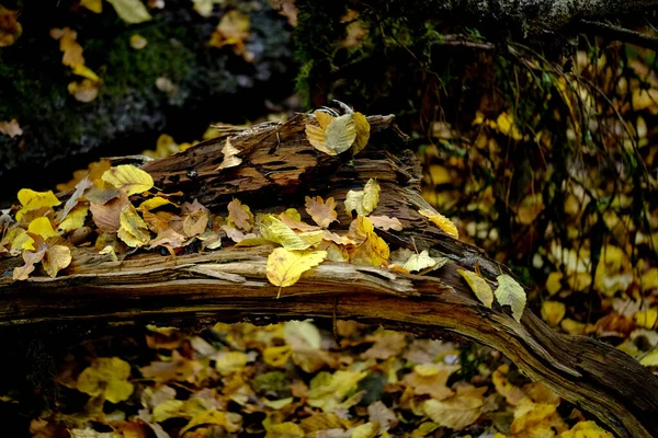 太陽の下で秋の森 森の床の葉から光が差し込む — ストック写真