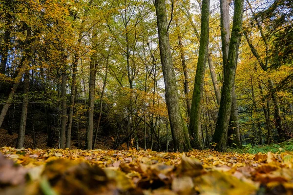 Autumnal Forest Sunshine Light Shines Leaves Forest Floor — Stock Photo, Image