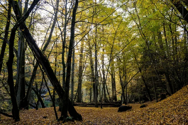 Podzimní Les Slunci Světlo Svítí Skrz Listí Lesní Půdě — Stock fotografie