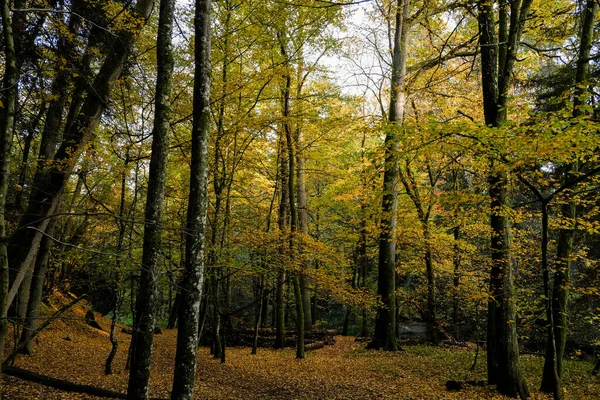 Podzimní Les Slunci Světlo Svítí Skrz Listí Lesní Půdě — Stock fotografie