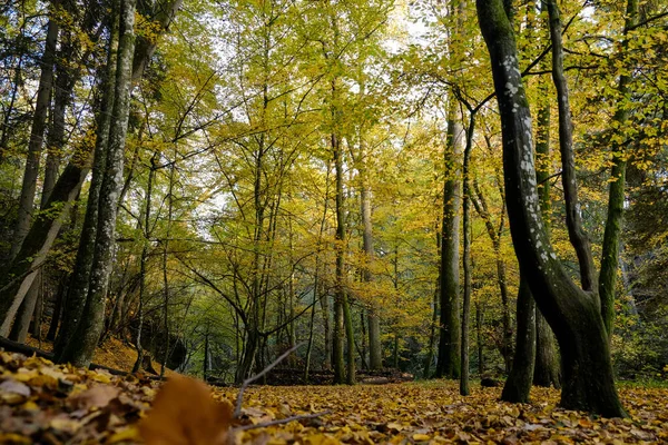 Φθινοπωρινό Δάσος Στον Ήλιο Φως Λάμπει Μέσα Από Φύλλα Στο — Φωτογραφία Αρχείου