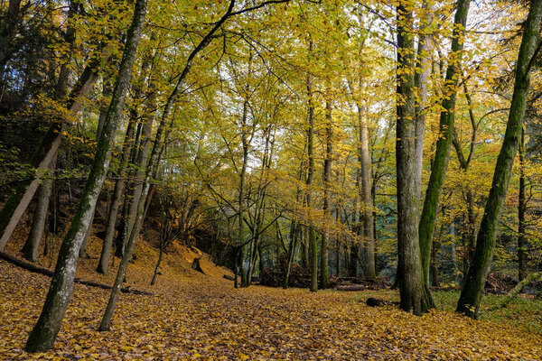 Осенний лес на солнце. Свет светит сквозь листья на лесной подстилке.