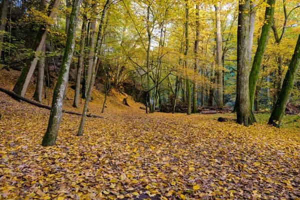 Günışığında Sonbahar Ormanı Işık Orman Zeminindeki Yaprakların Arasından Parlıyor — Stok fotoğraf