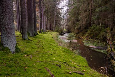 Güneşin altındaki yosunlu orman. Işık orman zeminindeki yaprakların arasından parlıyor. Tuhaf ölü odun ve gölge oyunları sonbahar ormanını çok büyüleyici gösteriyor..