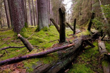 Güneşin altındaki yosunlu orman. Işık orman zeminindeki yaprakların arasından parlıyor. Tuhaf ölü odun ve gölge oyunları sonbahar ormanını çok büyüleyici gösteriyor..
