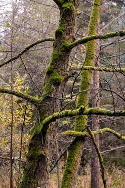 Güneşin altındaki yosunlu orman. Işık orman zeminindeki yaprakların arasından parlıyor. Tuhaf ölü odun ve gölge oyunları sonbahar ormanını çok büyüleyici gösteriyor..
