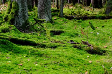 Güneşin altındaki yosunlu orman. Işık orman zeminindeki yaprakların arasından parlıyor. Tuhaf ölü odun ve gölge oyunları sonbahar ormanını çok büyüleyici gösteriyor..