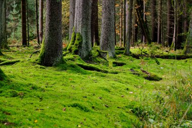 Güneşin altındaki yosunlu orman. Işık orman zeminindeki yaprakların arasından parlıyor. Tuhaf ölü odun ve gölge oyunları sonbahar ormanını çok büyüleyici gösteriyor..