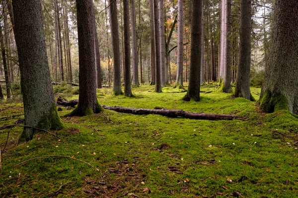 Hutan Mossy Bawah Sinar Matahari Cahaya Bersinar Melalui Daun Daun — Stok Foto